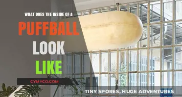 Exploring the Hidden World: Inside a Puffball's Core