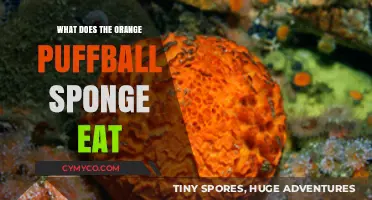 Diet of the Orange Puffball Sponge: A Deep Dive into Its Culinary Habits