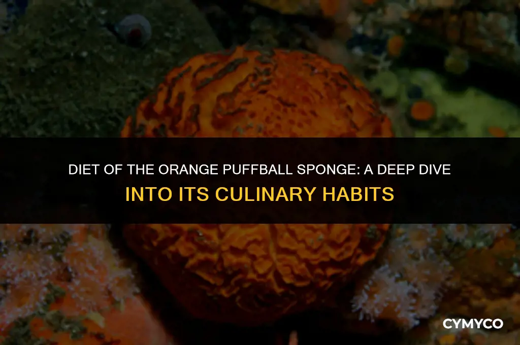 what does the orange puffball sponge eat
