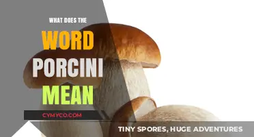 Exploring the Meaning and Magic of Porcini Mushrooms