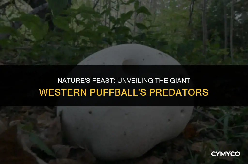 what eats giant western puffball
