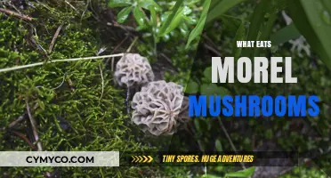 Discovering Morel Mushroom Predators: Who Feeds on This Delicacy?