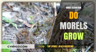 Exploring Morel Mushroom Habitats: Ideal Elevations for Growth and Harvesting