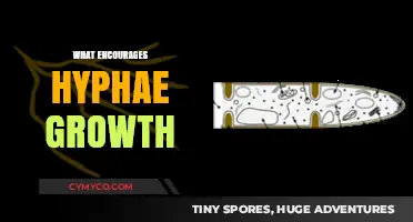 Exploring the Factors that Promote Hyphae Growth in Fungi