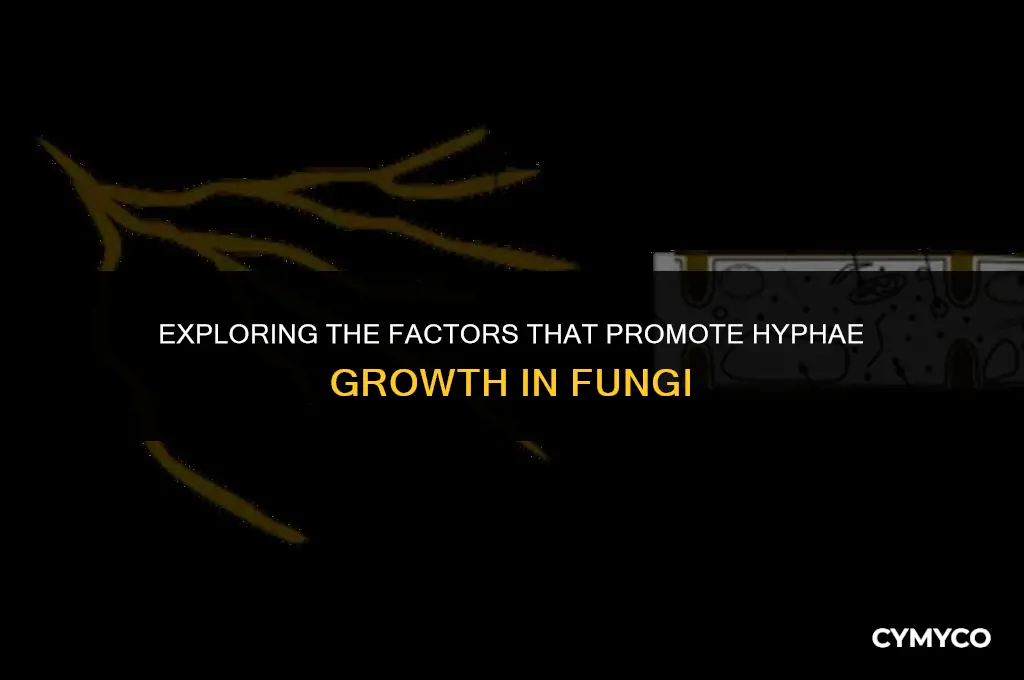 what encourages hyphae growth