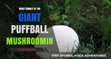 Exploring the Fascinating Family of the Giant Puffball Mushroom
