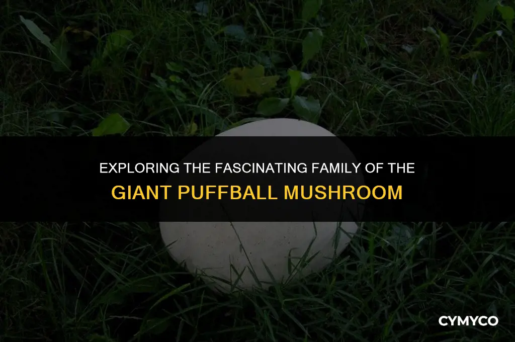 what family is the giant puffball mushroomin