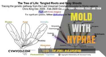 From Budding Yeast to Moldy Hyphae: A Fungal Transformation Journey