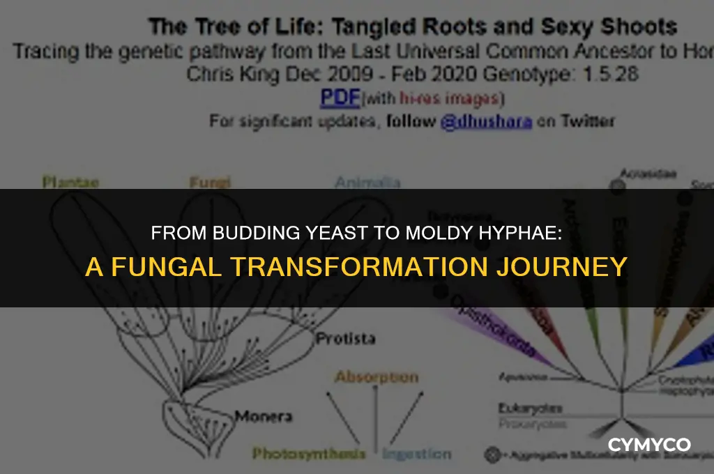 what forms budding yeast and then mold with hyphae