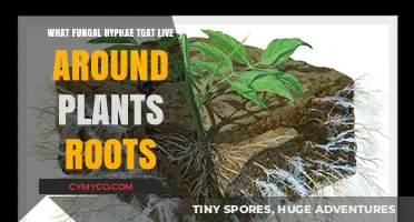 Exploring the Symbiotic World of Mycorrhizal Fungi and Plant Roots