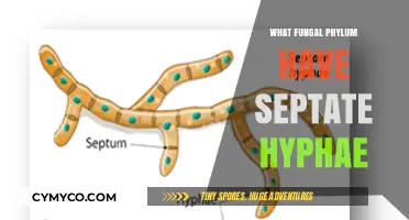 Exploring the Fascinating World of Septate Hyphae in Fungi
