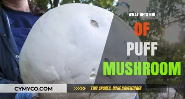Effective Ways to Eliminate Puff Mushrooms from Your Lawn
