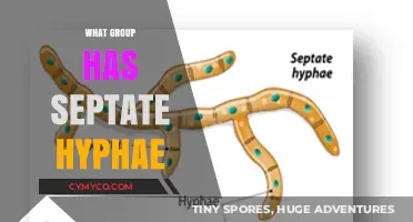 Exploring the Unique World of Septate Hyphae Fungi
