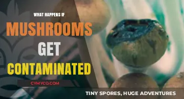 The Peril of Polluted Fungi: What Happens When Mushrooms Get Contaminated?