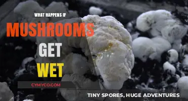 Mushrooms and Moisture: Exploring the Effects of Wet Conditions