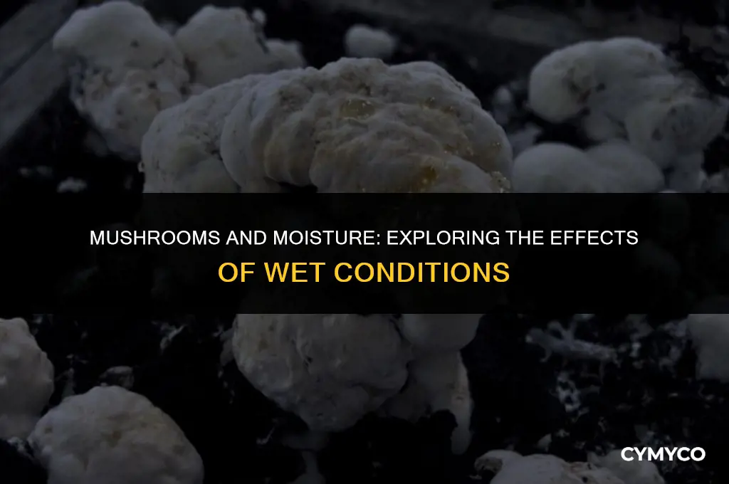 what happens if mushrooms get wet