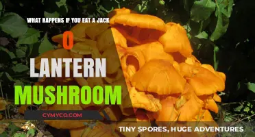 Exploring the Effects of Consuming a Jack O' Lantern Mushroom