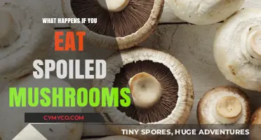 The Risky Aftermath of Consuming Spoiled Mushrooms: A Health Guide