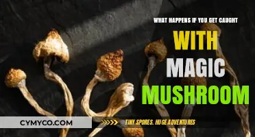 Legal Consequences and Safety Concerns of Possessing Magic Mushrooms