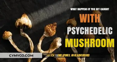 Legal Consequences and Safety Concerns of Psychedelic Mushroom Possession