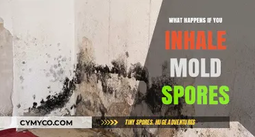 The Hidden Dangers of Mold: What Happens When You Inhale Spores?
