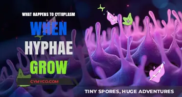 Hyphae Expansion: The Dynamic Fate of Fungal Cytoplasm