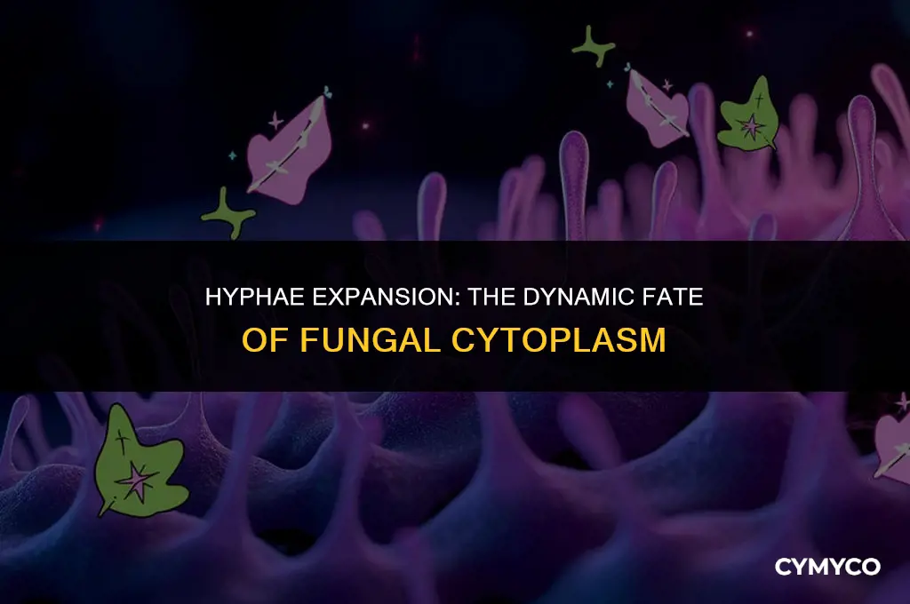 what happens to cytoplasm when hyphae grow