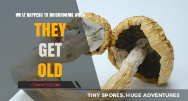 Aging Mushrooms: Unveiling the Mysteries of Their Later Stages