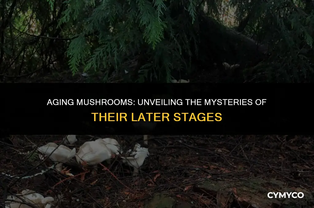 what happens to mushrooms when they get old