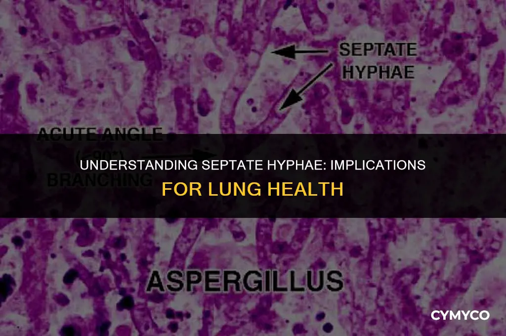 what happens when septate hypha is in the lung