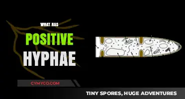 Exploring the Beneficial World of Positive Hyphae: A Deep Dive