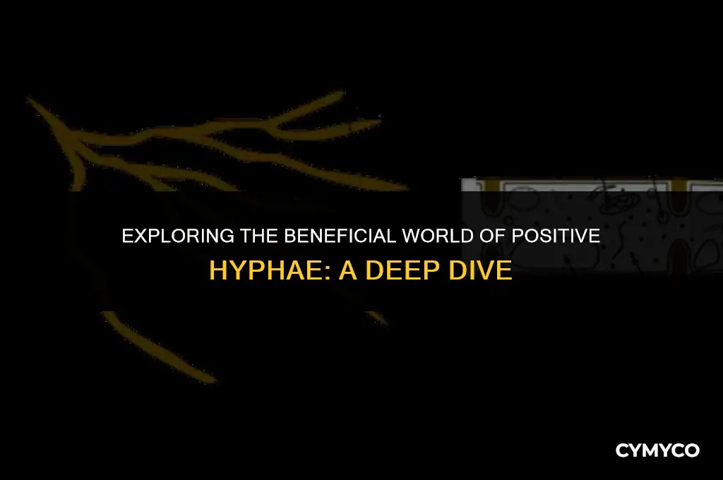 what has positive hyphae