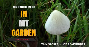Mushroom Invasion: Tips to Safeguard Your Garden from Fungal Intruders