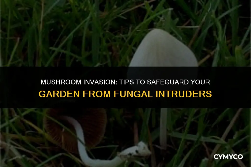 what if mushrooms get in my garden