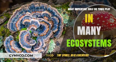 Unveiling the Vital Role of Fungi in Ecosystem Balance