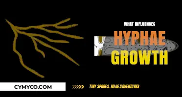 Exploring the Factors That Drive Hyphae Growth in Fungi
