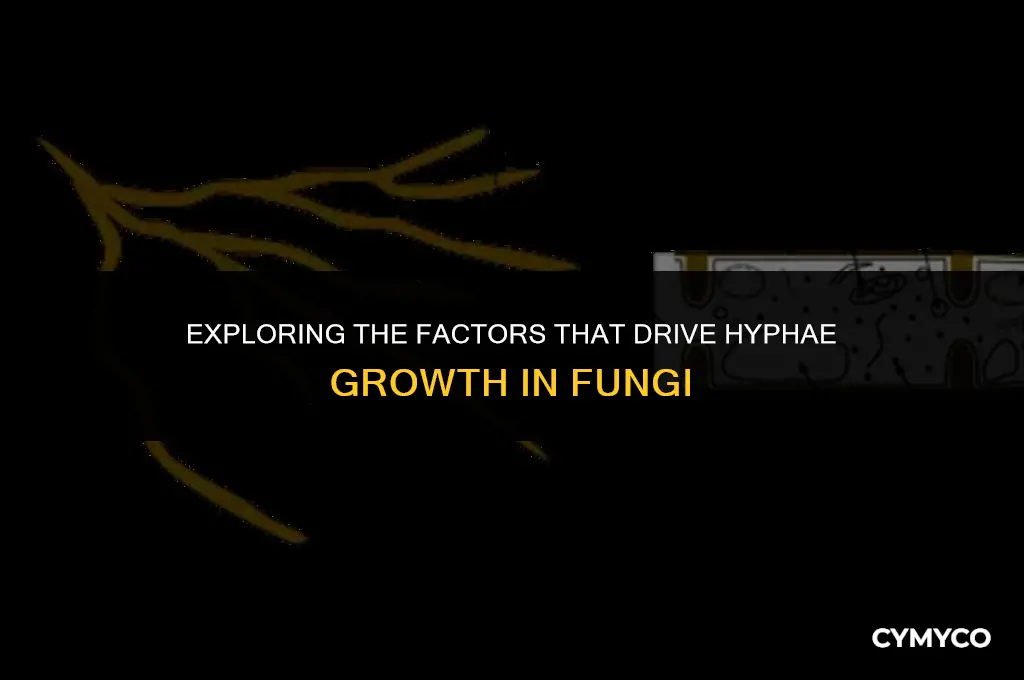 what influences hyphae growth