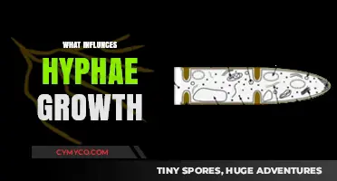 Exploring the Factors That Influence Hyphae Growth in Fungi