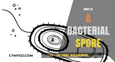 Unlocking the Mysteries of Bacterial Spores: A Comprehensive Guide