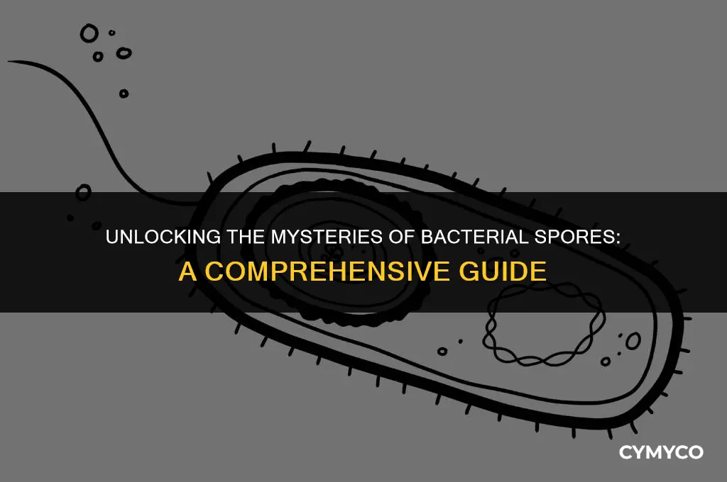 what is a bacterial spore