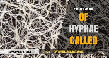 Exploring the Fascinating World of Fungal Hyphae Clusters