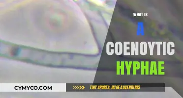 Exploring the Fascinating World of Coenoytic Hyphae: A Deep Dive