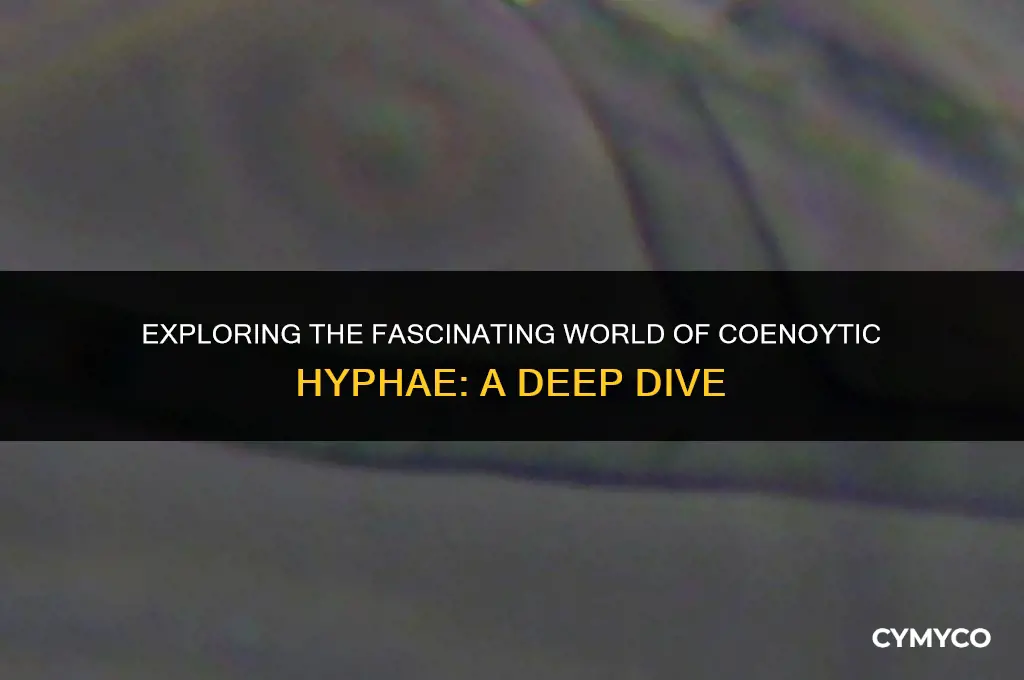 what is a coenoytic hyphae