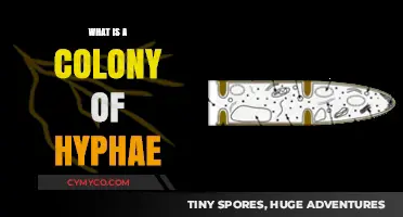 Exploring the Fascinating World of Hyphal Colonies