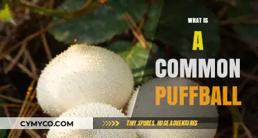 Exploring the World of Fungi: What is a Common Puffball?
