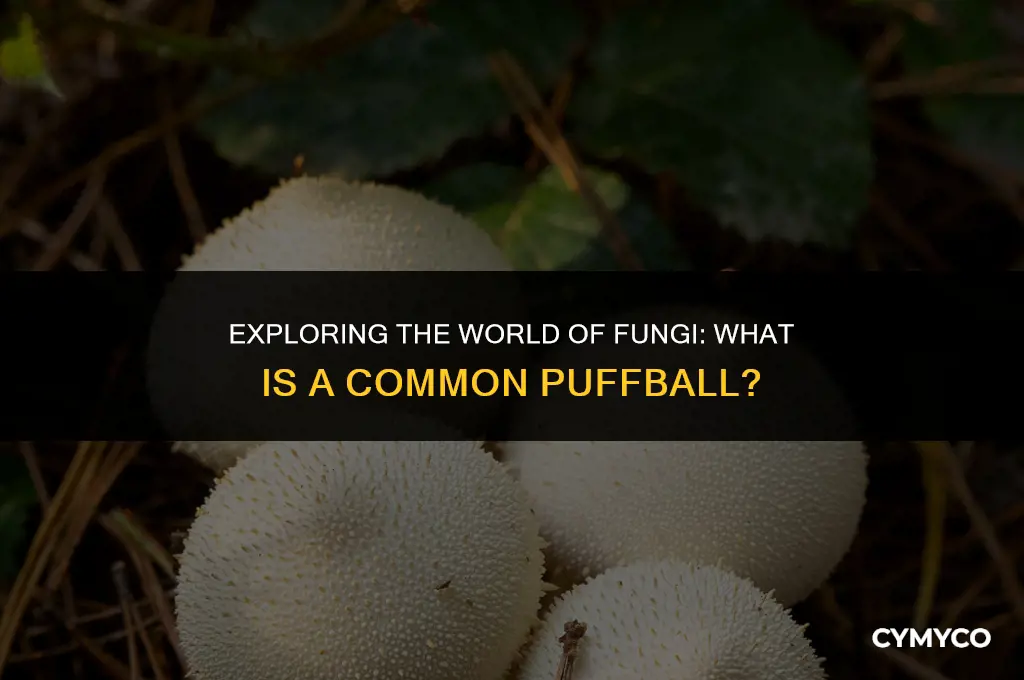 what is a common puffball