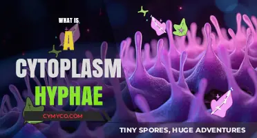 Exploring the Intricacies of Cytoplasmic Hyphae: A Microscopic Journey