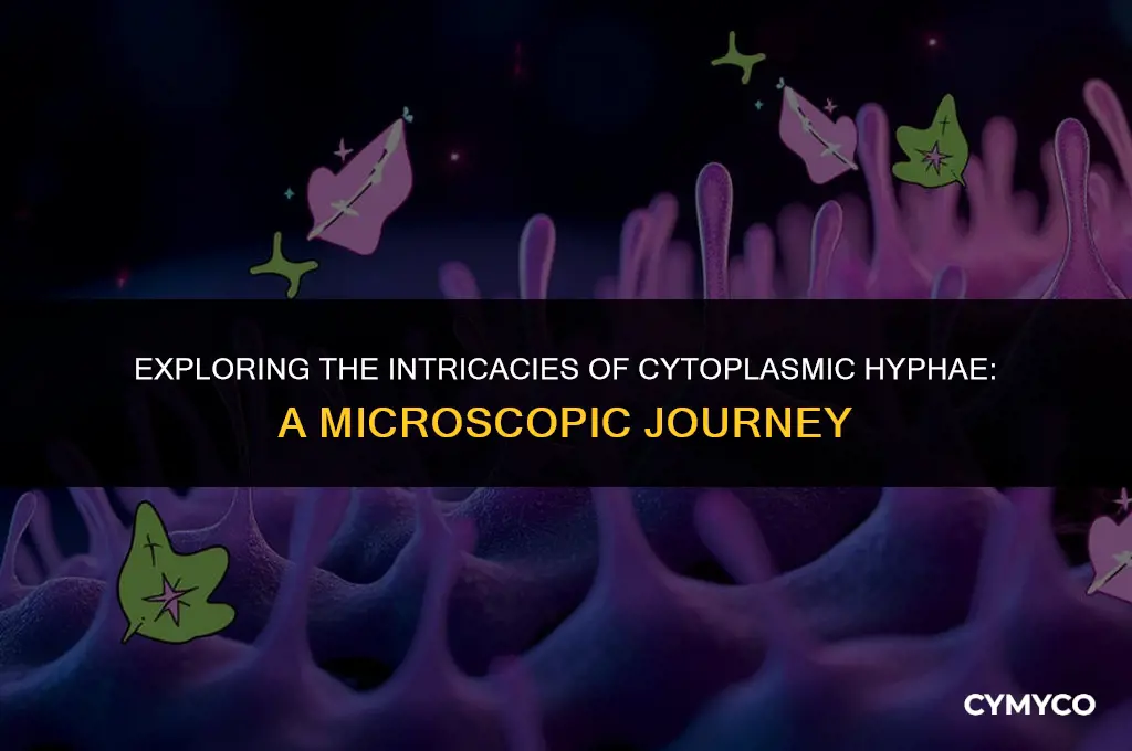 what is a cytoplasm hyphae