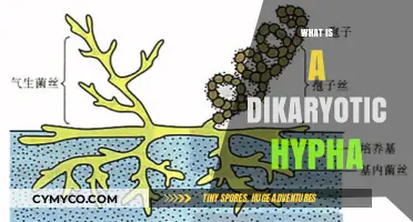 Exploring the Fascinating World of Dikaryotic Hyphae: A Deep Dive