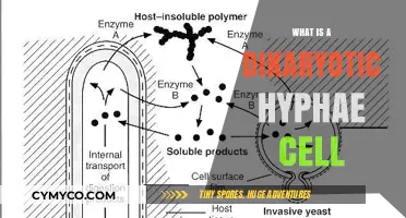 Exploring the Unique Structure of Dikaryotic Hyphae Cells